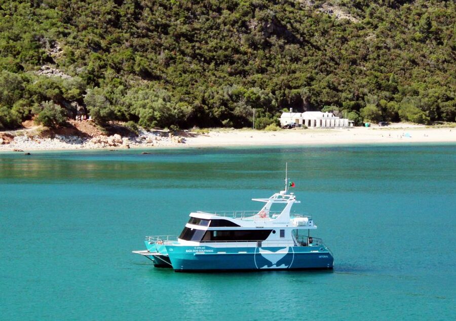 Setúbal: Dolphin Watching Tour - Searching for dolphins in their natural habitat