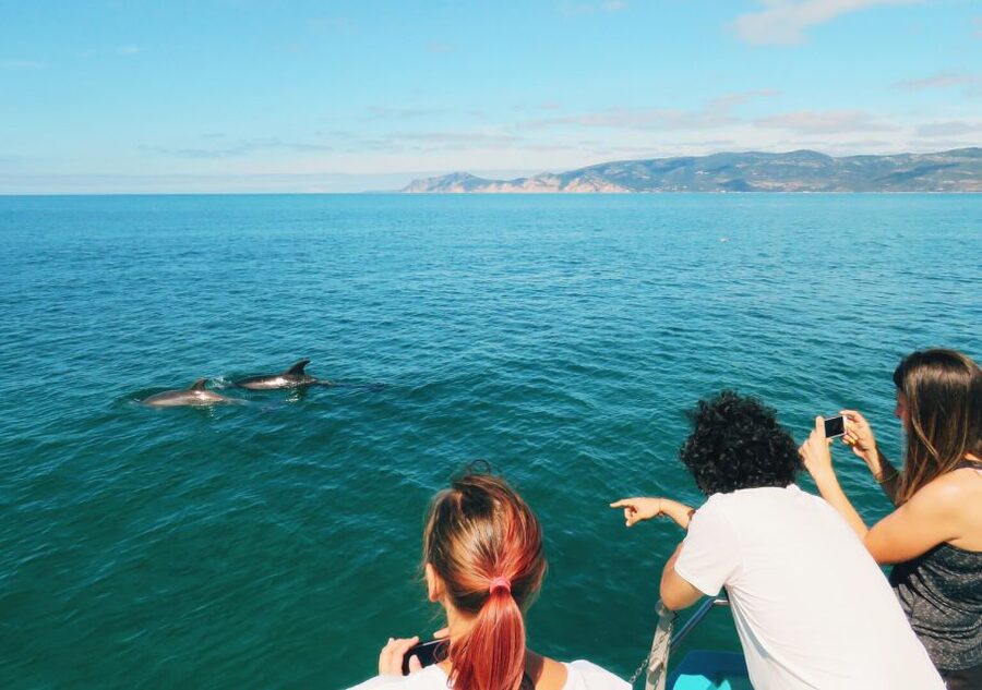 Setúbal: Dolphin Watching Tour - Comfort, food, and what to bring