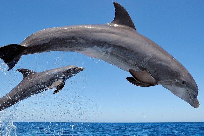Setúbal Private Tour - Including Dolphin Watching - What the Sado Estuary adds to the day