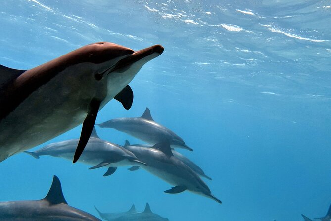 Sha'ab Samadai Reef - Dolphin House Snorkeling Tour at Marsa Alam - Why Shaab Samadai is called Dolphin House