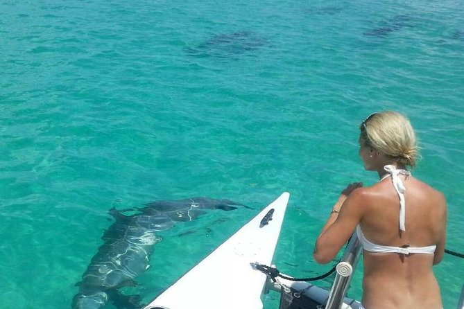 Shallow Water Snorkeling and Dolphin Watching in Key West - Key points at a glance