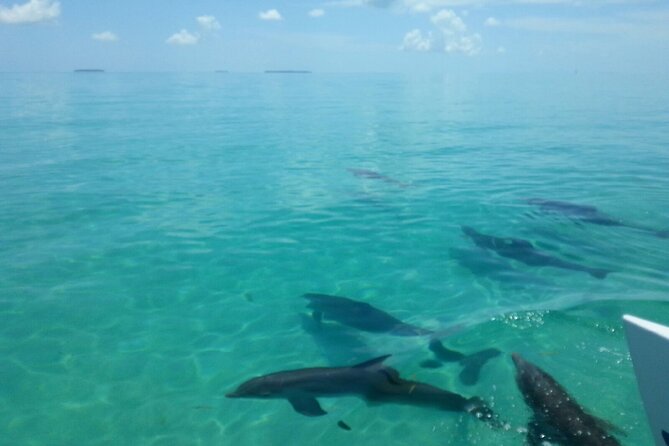 Shallow Water Snorkeling and Dolphin Watching in Key West - Is $108.91 a fair price?