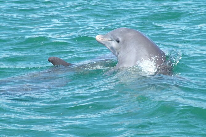 Shallow Water Snorkeling and Dolphin Watching in Key West - Weather can change the whole day