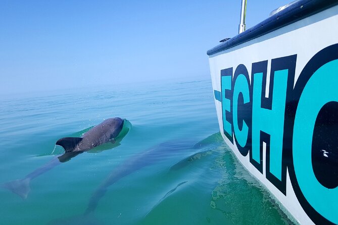 Shallow Water Snorkeling and Dolphin Watching in Key West - Key West Bight Marina is an easy starting point