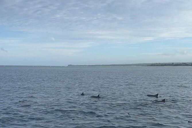 Shared 10 Pax Boat Tour: Dolphin Watching, Snorkelling and BBQ - Swimming with spinner and bottlenose dolphins