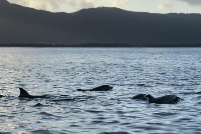 Shared 10 Pax Boat Tour: Dolphin Watching, Snorkelling and BBQ - What the $111.58 price really covers