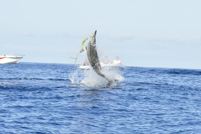 Shared Dolphin Encounter in Mauritius - Key points before you book