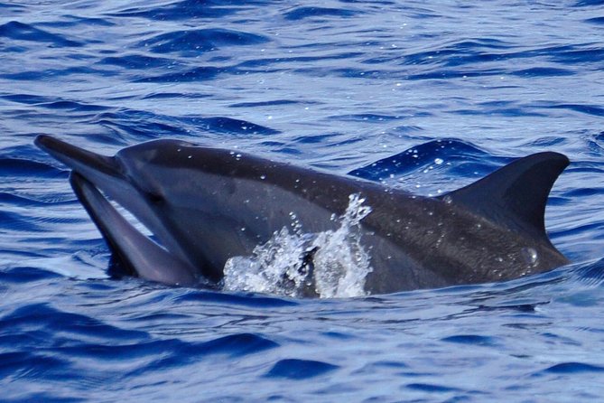 Shared Dolphin Encounter in Mauritius - The real issue: too many boats around the animals