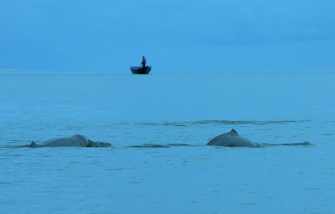 Shared Mangrove & Irrawaddy Dolphin Watching Cruise - Why the Santubong River is worth your morning