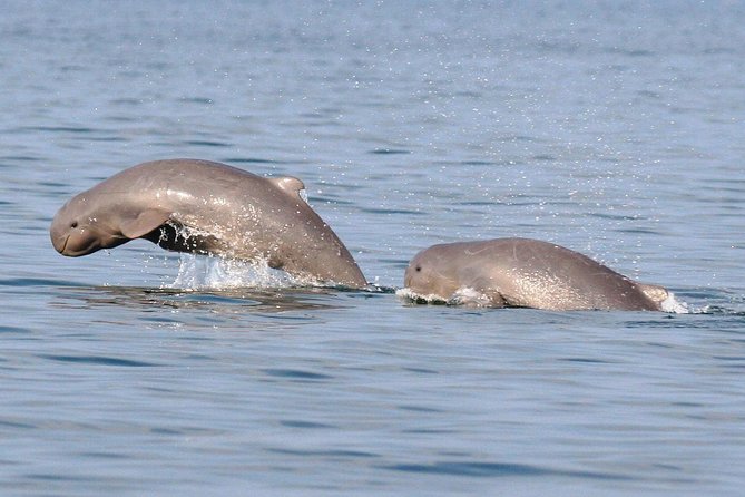 Shared Mangrove & Irrawaddy Dolphin Watching Cruise - From Kuching hotel to Kampung Santubong