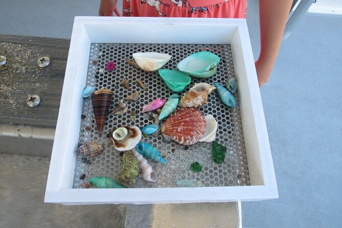 Shark Teeth and Shells, Dolphin and Shelling Tour Boat Clearwater Beach - Matching the boat ride to your group
