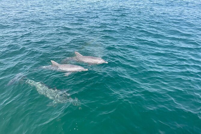 Shell Island Dolphin and Snorkel Boat Tour - A small boat ride with a big wildlife goal