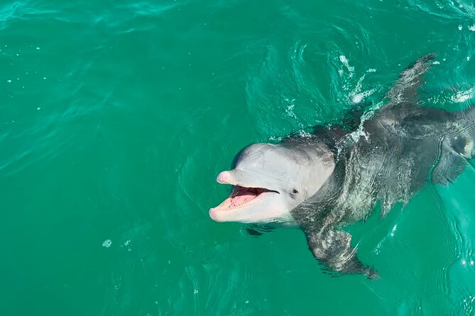 Shell Island Dolphin Sightseeing Boat Tour in Panama City Beach - Shell Island and the Gulf views