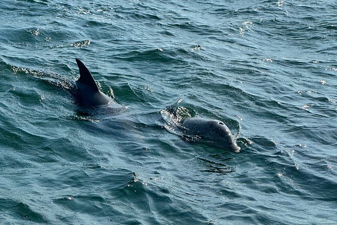 Shell Island Dolphin Sightseeing Boat Tour in Panama City Beach - The crew and the tone on board