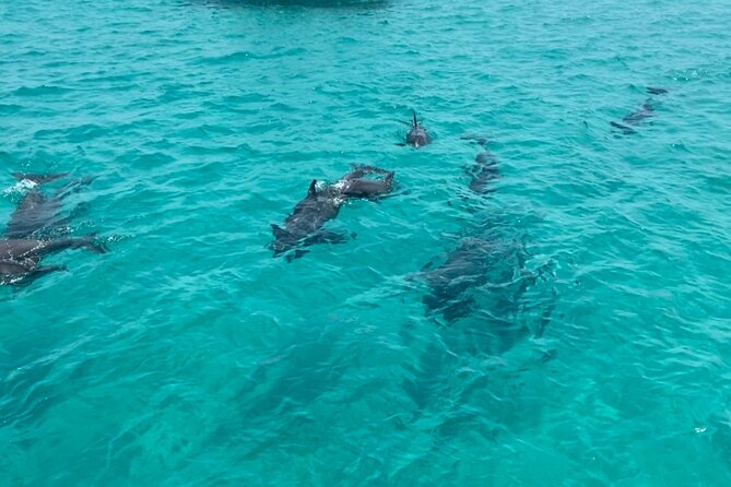 Shell Island Dolphin Sightseeing Boat Tour in Panama City Beach - Is $40 a good price?