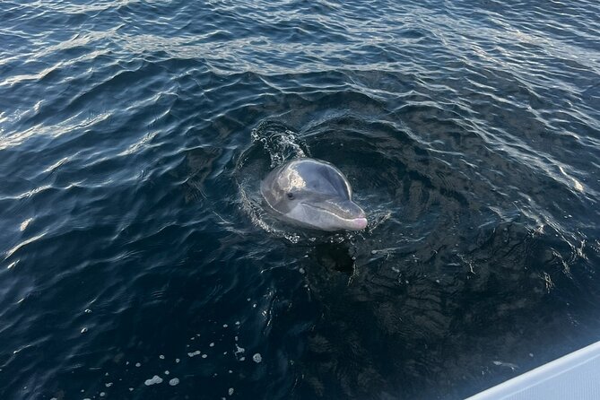 Shell Island Dolphin Sightseeing Boat Tour in Panama City Beach - Who should book this tour?