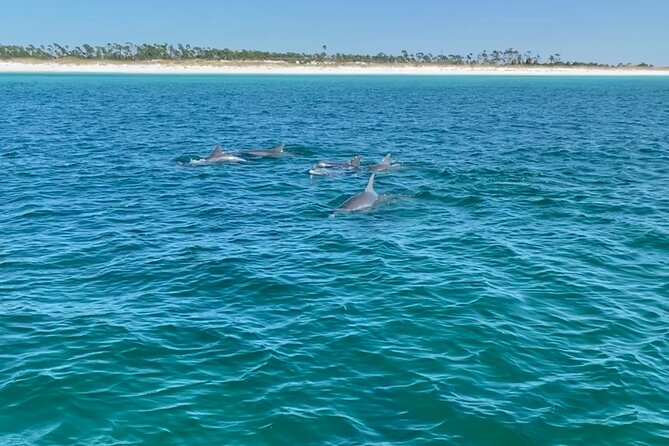 Shell Island Dolphin Sightseeing Boat Tour in Panama City Beach - Finding the departure point and planning your day