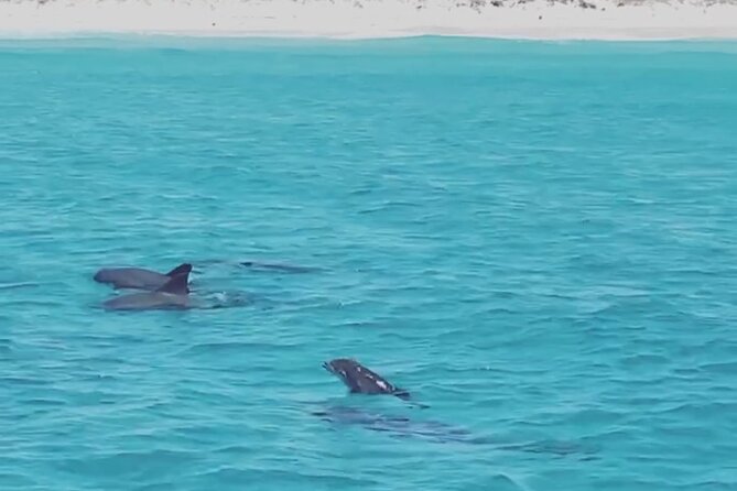 Shell Island Dolphin Sightseeing Boat Tour in Panama City Beach - Weather, cancellation, and timing