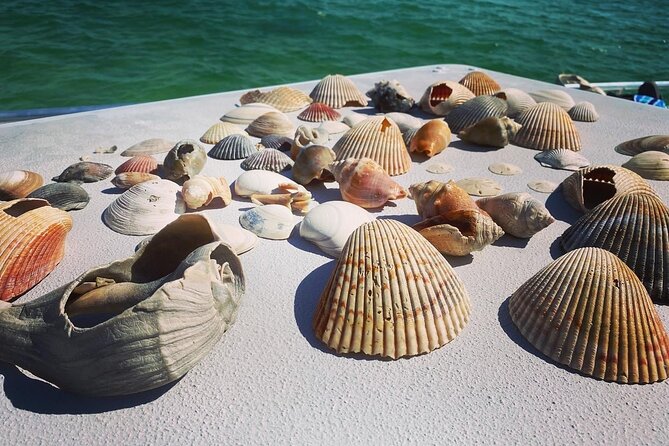 Shell Island Snorkel and Dolphin Catamaran Cruise with Island Time - A catamaran that suits families and social groups