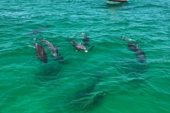 Shell Island Snorkel and Dolphin Catamaran Cruise with Island Time - Is $57.59 a good price?