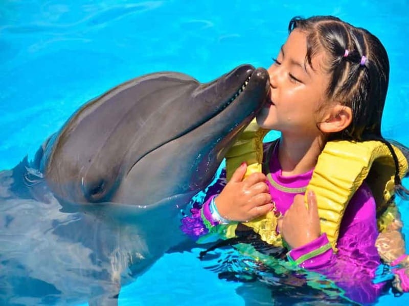 Side/Alanya: Swimming with Dolphins and Dolphin Show - The show sets the tone before the pool session