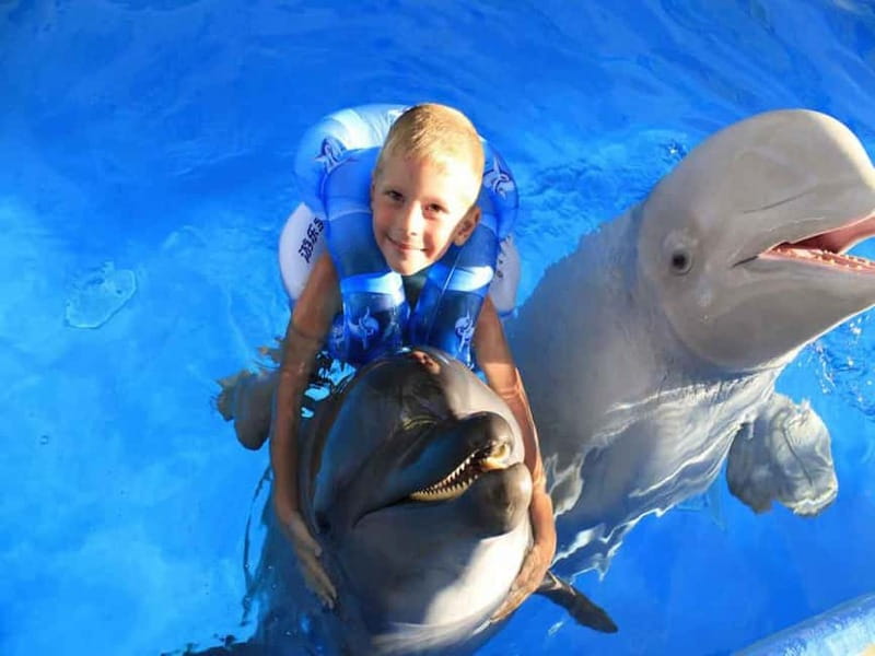 Side/Alanya: Swimming with Dolphins and Dolphin Show - Seals and sea lions add variety