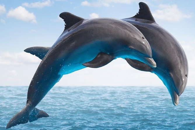 "Side: Boat Adventure to Dolphin Island – Swim and Enjoy Lunch" - Quick take: what you are really getting