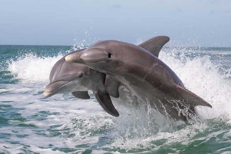 Side Dolphin Island Boat Cruise with Lunch & Drinks - Key points to know before booking