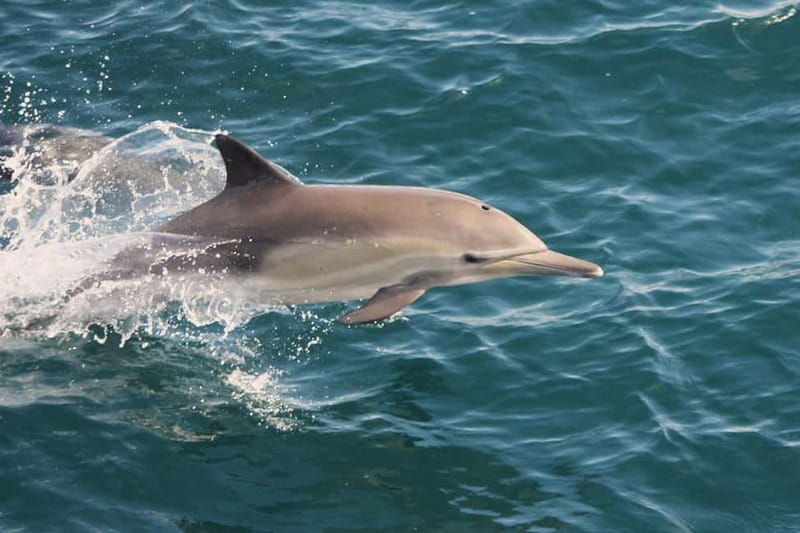Side Dolphin Island Boat Cruise with Lunch & Drinks - Lunch, drinks, and what the price really covers