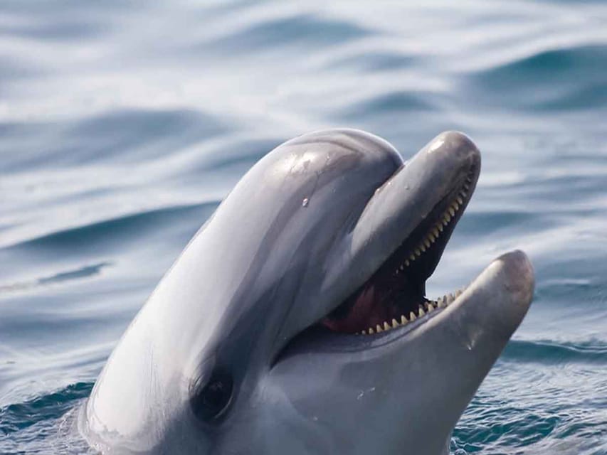 Side: Dolphin Island Boat Tour, Lunch, Sotf Drinks& Swimming - Should you book the Side Dolphin Island boat tour?