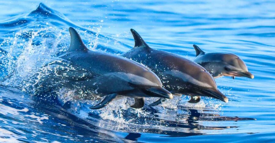 Side: Dolphin Island Boat Trip with Lunch & Unlimited Drinks - A $24 boat day that keeps things simple
