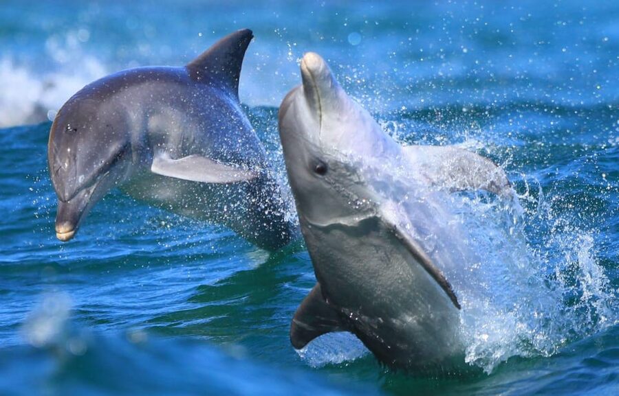 Side: Dolphin Island Boat Trip with Lunch & Unlimited Drinks - Lunch on board: basic, hot, and usually satisfying