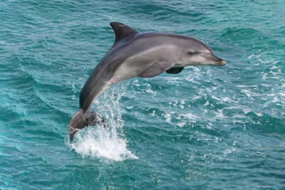 Side: Dolphins Island Cruise with Swimming Stops and Lunch