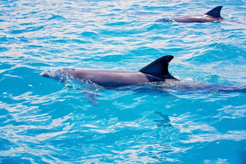Side: Dolphins Island Cruise with Swimming Stops and Lunch - Searching for dolphins and loggerhead turtles