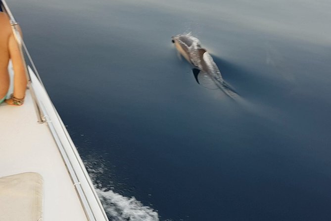 Sighting Dolphin Trip Estepona, Marbella - Swimming From the Catamaran When Conditions Allow