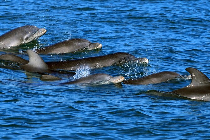 Six Fins Private Dolphin Safari – Dolphin Watching in Key West - Searching for dolphins at the Dolphin Playground