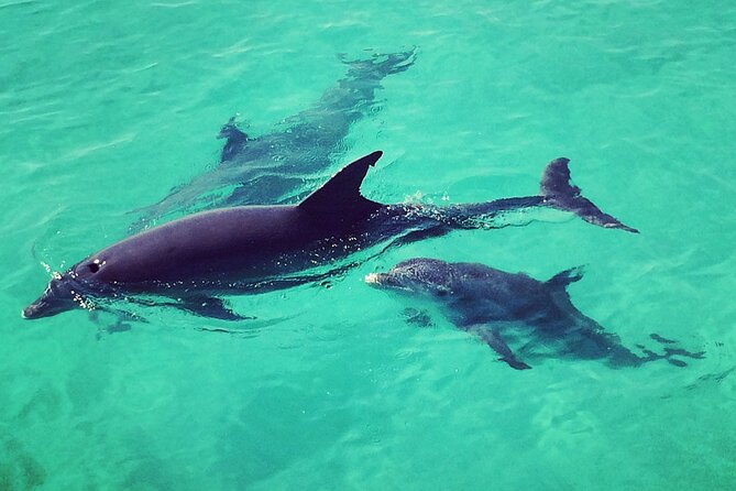 Six Fins Private Dolphin Safari – Dolphin Watching in Key West - How the private format changes the experience