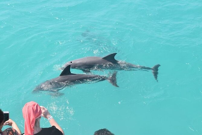 Six Fins Private Dolphin Safari – Dolphin Watching in Key West - What the boat’s comforts mean on a hot day