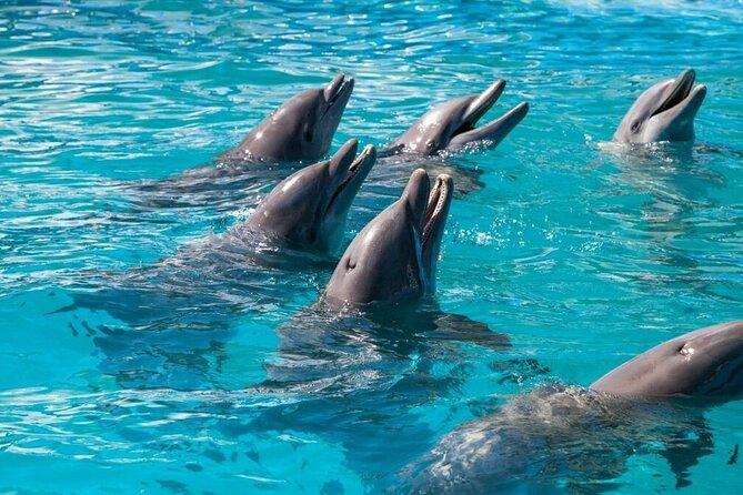 Six Fins Private Dolphin Safari – Dolphin Watching in Key West - Price and value for a group of six