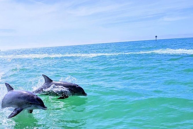 Small Group 2 Hour Dolphin Cruise with Snorkeling to Shell Key - Wildlife, weather, and realistic expectations