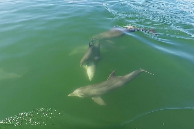 Small Group 2 Hour Dolphin Cruise with Snorkeling to Shell Key - Who will enjoy this outing most