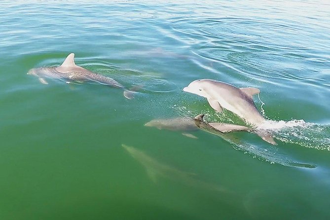 Small Group 2 Hour Dolphin Cruise with Snorkeling to Shell Key - Cancellation details that matter