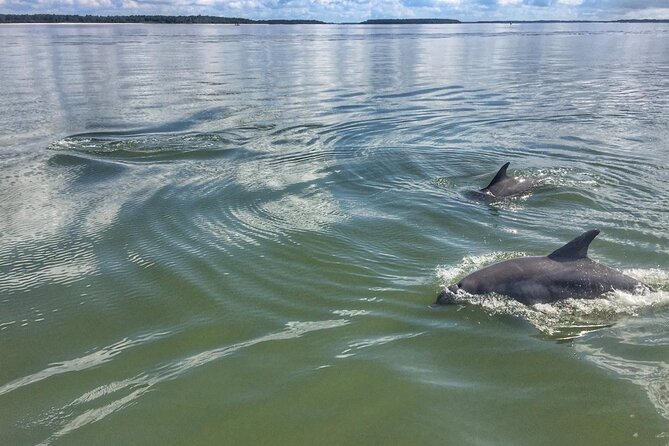Small Group - 6 Passengers - Morning Dolphin and Donut Cruise - A morning built around dolphins and donuts