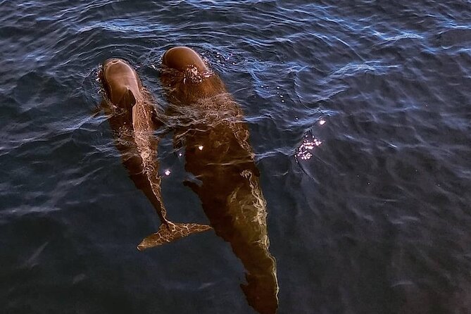 Small Group Boat Whale and Dolphin Watching Tour - What the wildlife focus means for your day