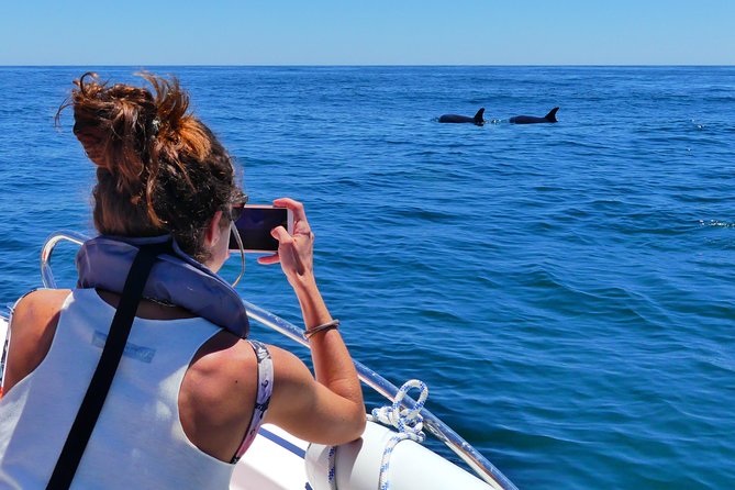 Small Group Dolphin and Wildlife Watching Tour in Faro - What the small group really changes