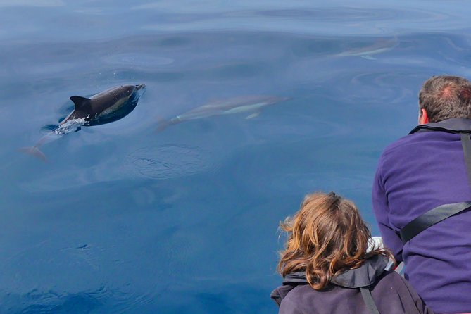 Small Group Dolphin and Wildlife Watching Tour in Faro - Guides who explain the sea, not just the sightings