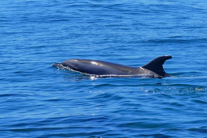 Small Group Dolphin and Wildlife Watching Tour in Faro - The price and what you receive for $66.51