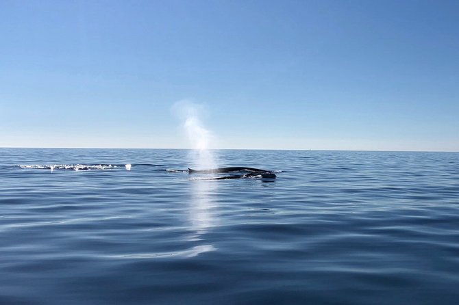 Small Group Dolphin and Wildlife Watching Tour in Faro - Comfort, weather, and practical preparation