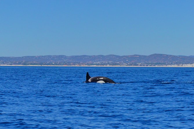 Small Group Dolphin and Wildlife Watching Tour in Faro - Who should book this Faro dolphin tour?