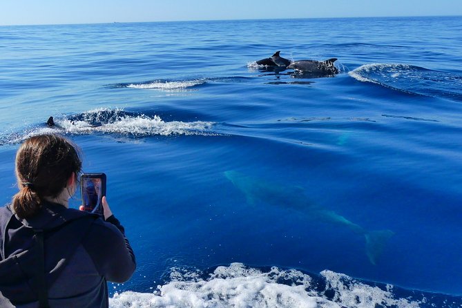 Small Group Dolphin and Wildlife Watching Tour in Faro - More than dolphins: whales, turtles, birds, and sunfish